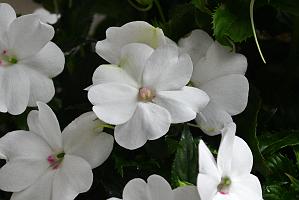 2025-06098861 Pointe Rok Neighborhood, MA